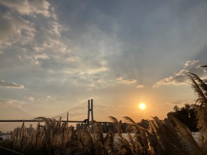 夕陽蘆葦跨海大橋