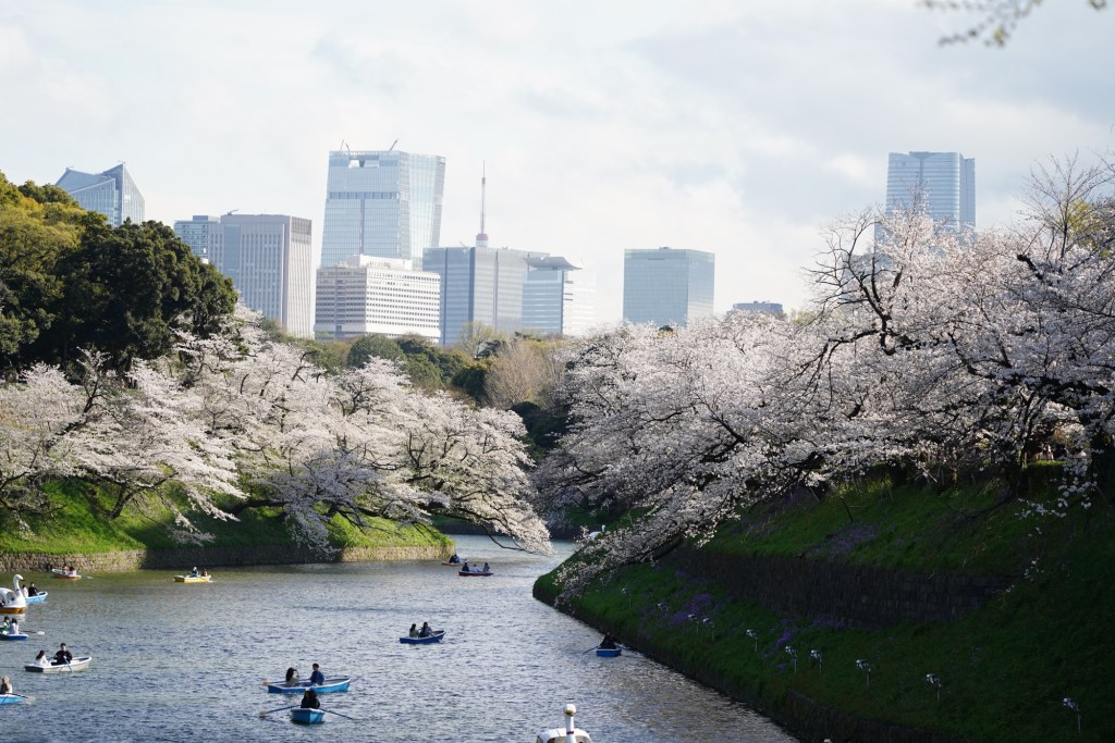 從橋上看千鳥ヶ淵公園