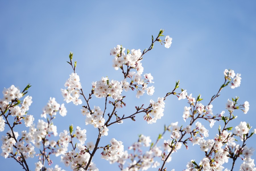 【2025 日本櫻花季自由行攻略】東京河口湖八天七夜行程＋KDDI 5G eSIM&nbsp;吃到飽上網推薦！