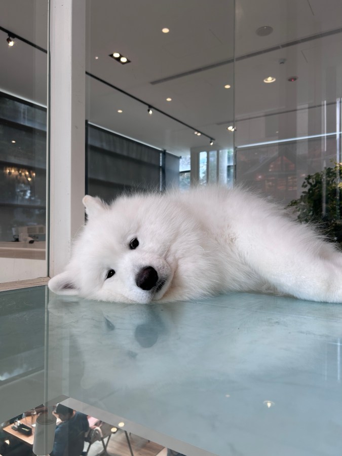 【台中西區】毛五木 MOMORI Café & Bar：被大狗狗療癒的森林系餐酒館！真實評價與 2026&nbsp;菜單開箱